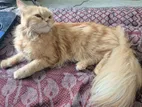 Urgent Sell Persian Cat Female
