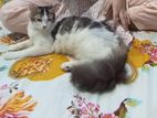 Persian Mixed Cat