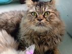 Urgent Sell Pure Persian Male Cat