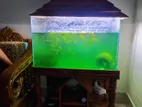 Used But Fresh Fish Tank with Stand,light,fish