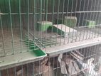 used cage for sell