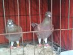 Bird for sale