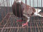 Kobutor sell hobe