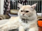 vaccinated persian cat | male