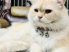 Vaccinated Persian Cat | Male for sale