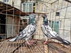 Pigeon for sell