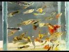 valo jater gappi fish