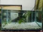 Valo maner ekti planted aquarium,