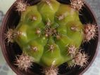 Various species cactuses for low price. 1pcs