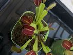 Venus flytrap