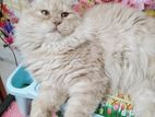 Very Active & Playful Traditional Persian Adult Male Cat