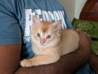 Very Cute Mixed Persian Kitten cat