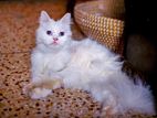 Very cute original persian cat