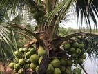 vietnam coconut tree