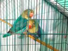 Violate Parblue Lovebird