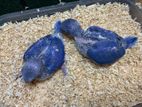 Violet DF Ringneck Pair