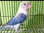 Violet Euwing Opaline Breeding Male