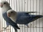 Violet Love bird Breeding pair