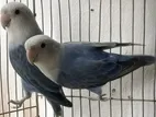 Violet Love bird Breeding pair