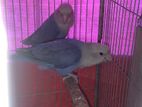 Violet Love Bird Mastar Pair