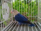 violet opaline femele lovebird