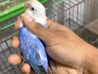 Violet opaline fisher running male