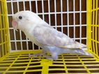 Violet Pastel Opaline Lovebird