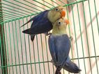 Violet Perblue Fischer Lovebird