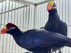 Violet Turaco Adult Pair