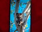 Vivo V15 6/128 (Used)