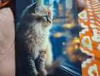 Vivo Y17s Good (Used)