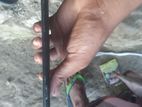 Vivo Y83 . (Used)