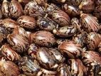 Vnna Seeds