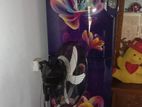Walton 244 Litar
