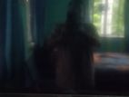 Walton 32" second hand tv