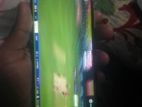 Walton Primo R8 4/64 (Used)