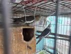 Want to sell 2 cocktail birds