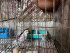 Want to sell Budgerigar Birds