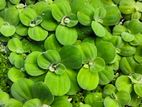 Water Lettuce (aquarium Plant)