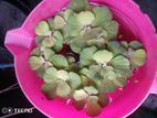 Water Lettuce.floting Plant For Aquarium,pond