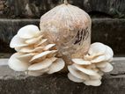 Wester Mushroom chip price