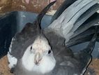 Wf Grey Cockatiel