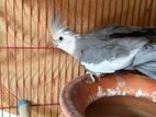 WF Grey Cockatiel