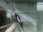 Wf male (Running) 2yr