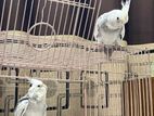 Wf Pied Cockatiel Pair + Cage