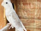 Wf running cockatiel male for sell