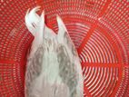 Bird for sale