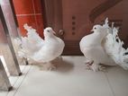 White 3.5 Months Old Pair