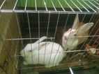 White and Brown pair rabbit