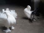 White and Choko Collered lLOKKHA Pigeon